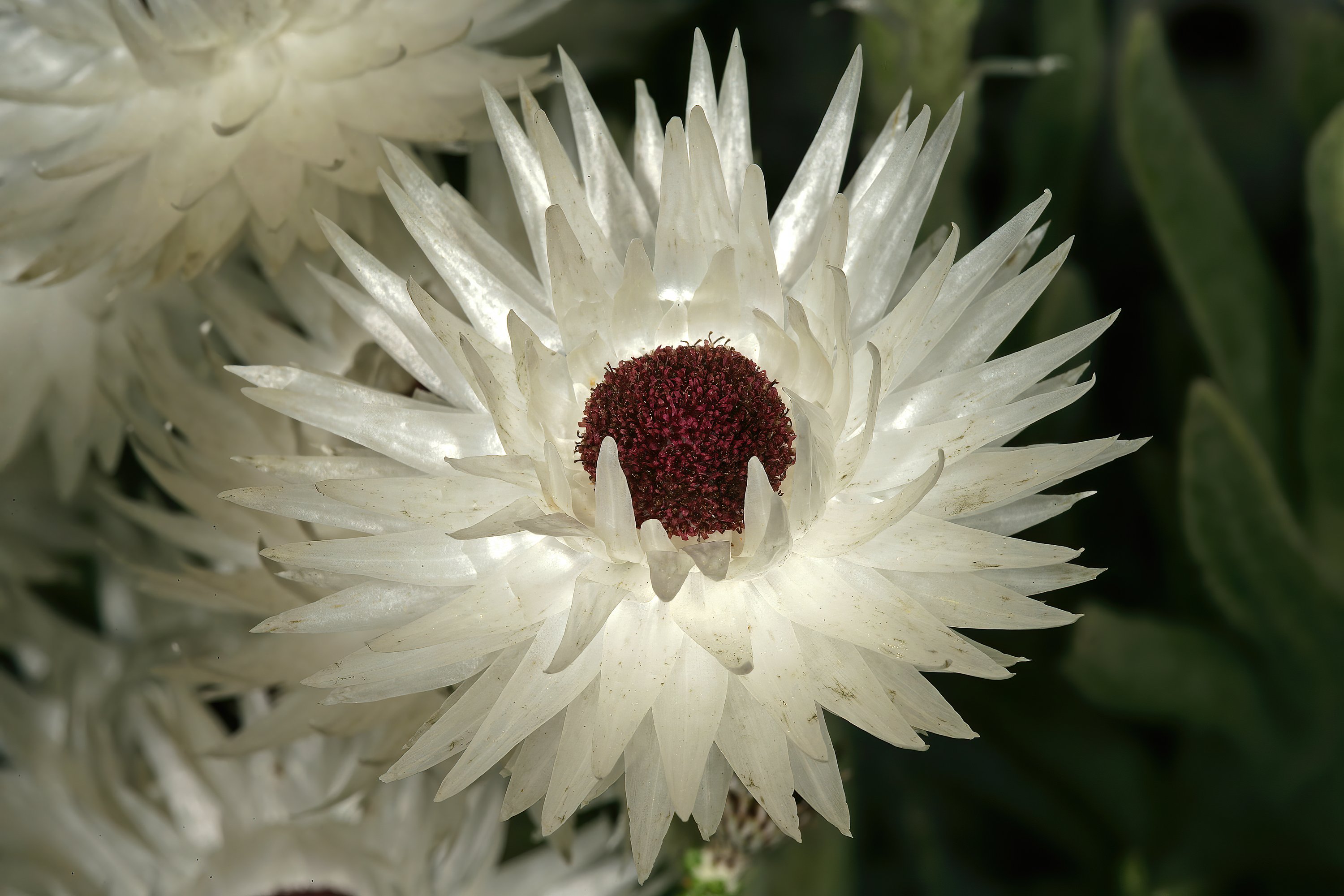 Syncarpha_vestita_1DS-II_1-C4237 Syncarpha_vestita_1DS-II_1-C4237