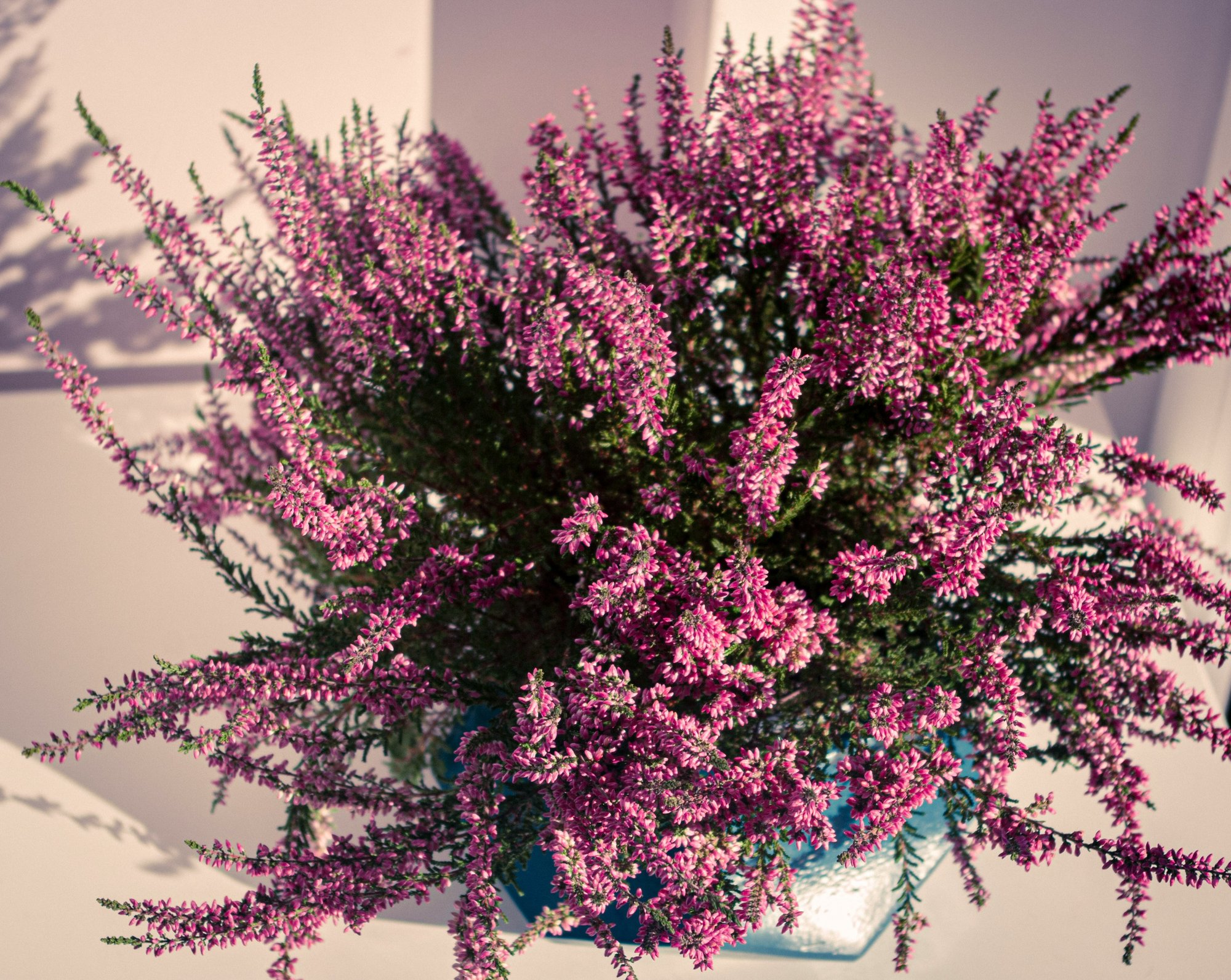 Heathers by Anna K Heathers by Anna K