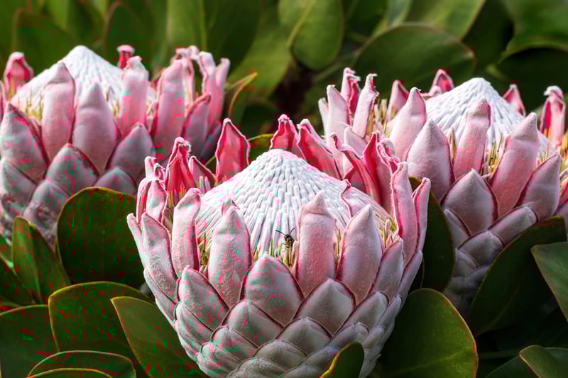 King Proteas by David Clode King Proteas by David Clode