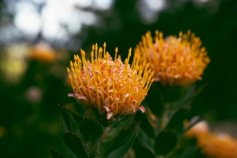 Pincushion Proteas by Michala Li Pincushion Proteas by Michala Li